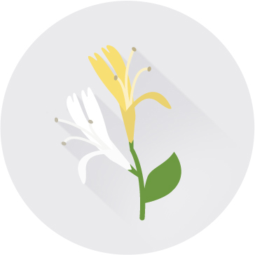 금은화추출분말